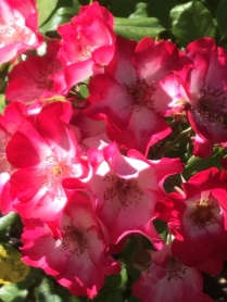 2015-06-14 15.49.46 Roses