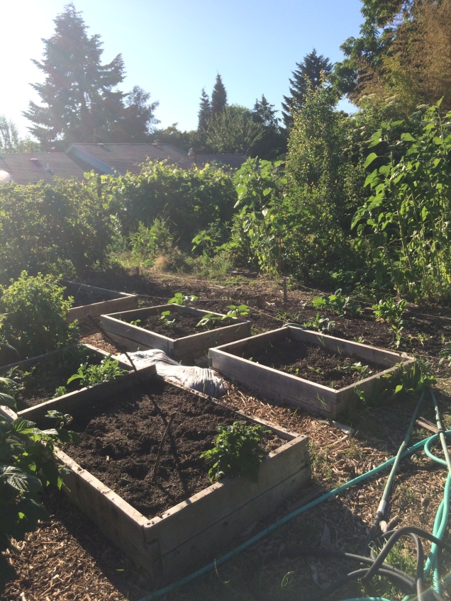 2015-06-14 18.28.29 garden beds